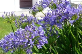 Agapanthus Umbellatus -Blue Flower Bulbs (Pack of 6)