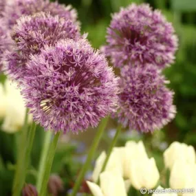Allium jesdianum 'Early Emperor'