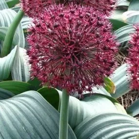 Allium karataviense 'Red Giant'