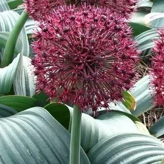 Allium karataviense 'Red Giant'