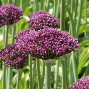 Allium 'Magic'