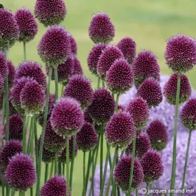 Allium sphaerocephalon