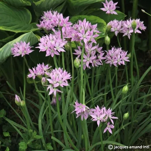 Allium unifolium 'Eros'