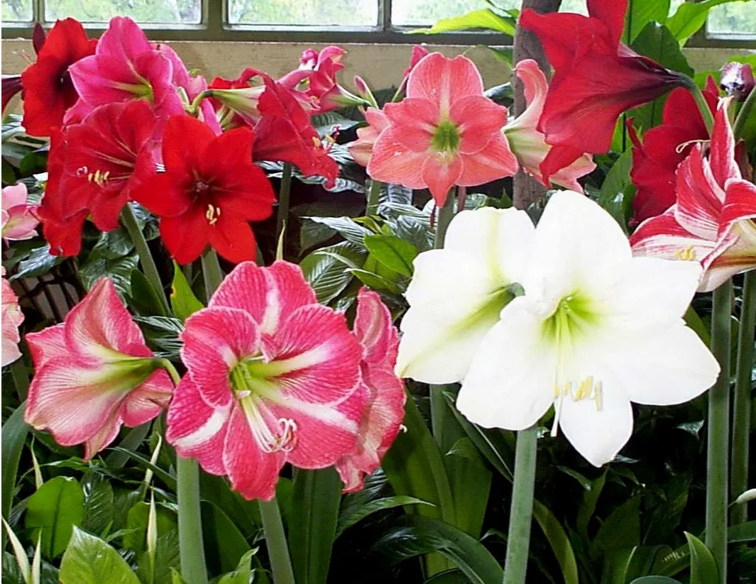 Amaryllis Dutch hybrids Mixed Flower Bulbs (Pack of 6)