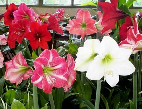 Amaryllis Dutch hybrids Mixed Flower Bulbs (Pack of 6)