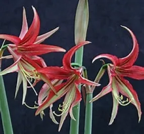 Amaryllis La Paz