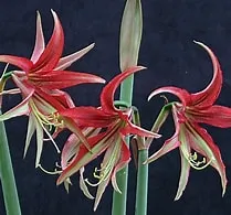 Amaryllis La Paz