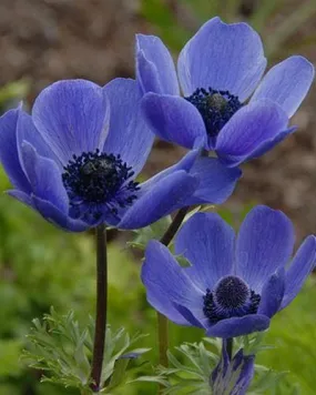 Anemone De caen Mr. Fokker Flower Bulb (Pack of 6 bulbs)