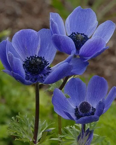 Anemone De caen Mr. Fokker Flower Bulb (Pack of 6 bulbs)