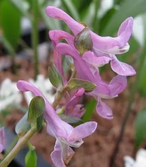 Corydalis cava
