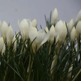 Crocus biflorus 'Miss Vain'