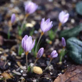 Crocus laevigatus 'Fontenay'