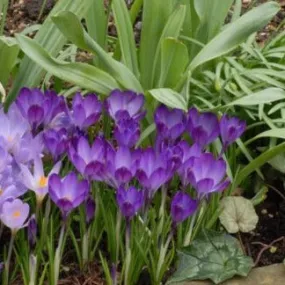 Crocus tommasinianus 'Ruby Giant'