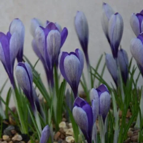 Crocus 'Yalta'
