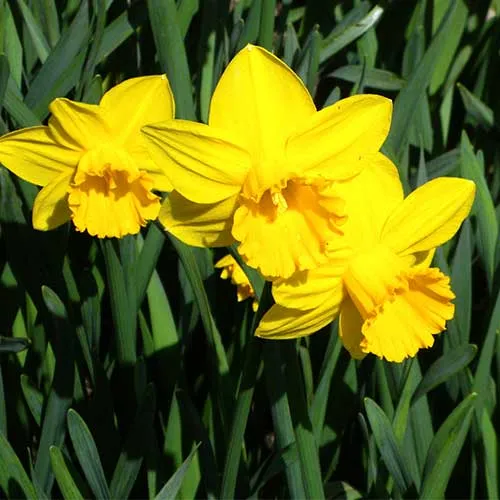 Daffodil California