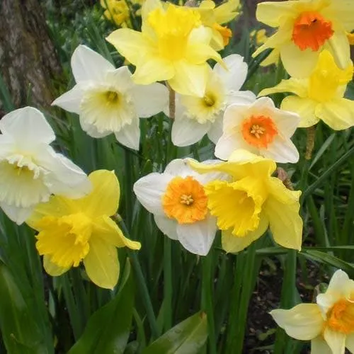 Daffodil - Mixed varieties