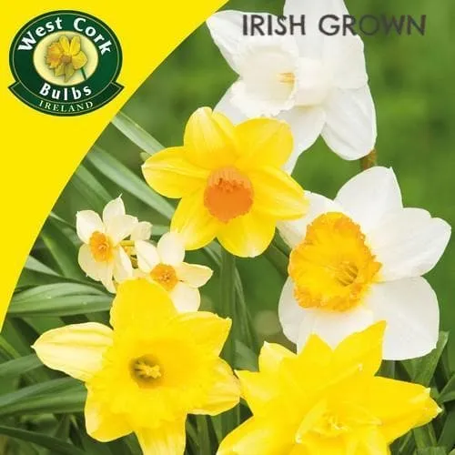 Daffodil - Mixed varieties