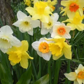 Daffodil - Mixed varieties