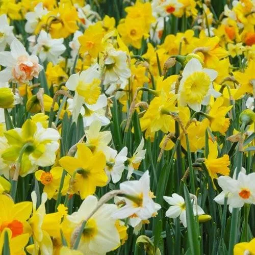Daffodil - Mixed varieties