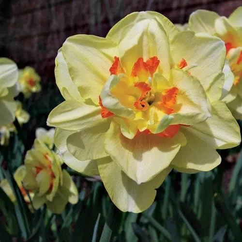 Daffodil Tahiti