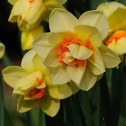Daffodil Tahiti