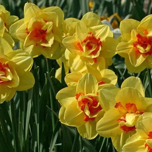 Daffodil Tahiti