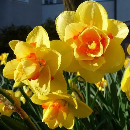 Daffodil Tahiti