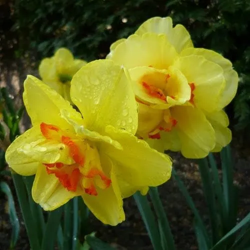 Daffodil Tahiti