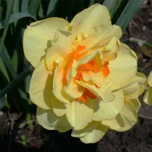 Daffodil Tahiti