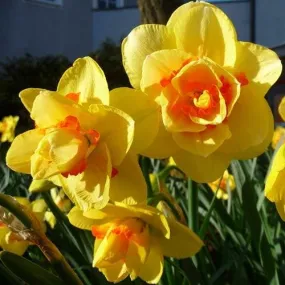 Daffodil Tahiti