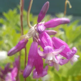 Dichelostemma ida-maia Pink Diamond