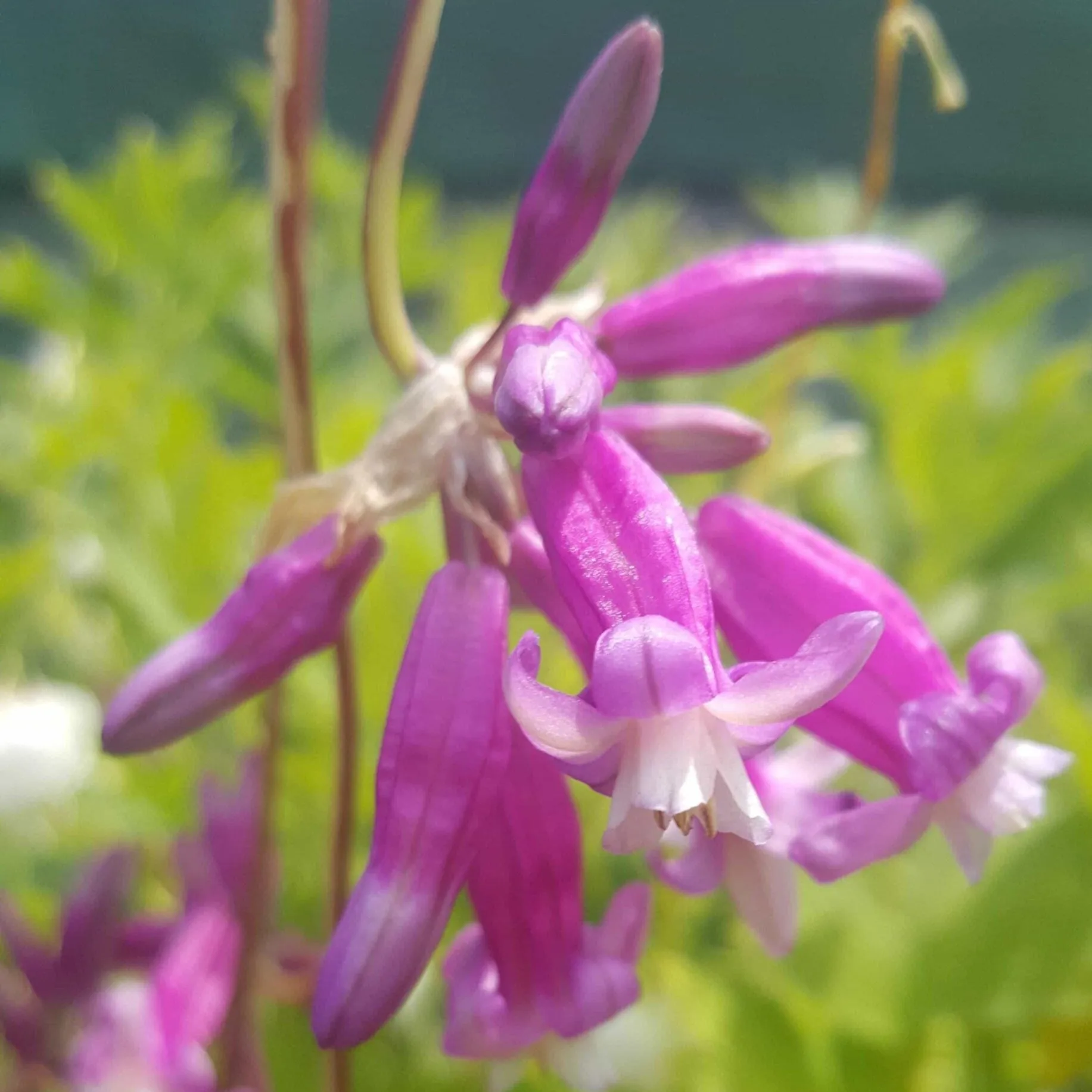 Dichelostemma ida-maia Pink Diamond