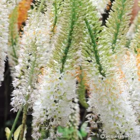 Eremurus 'Linedance'