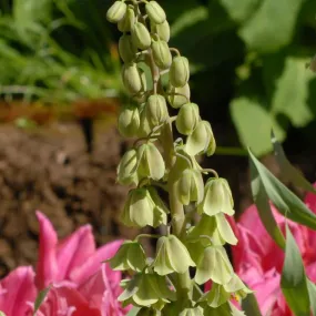 Fritillaria persica 'Green Dreams'