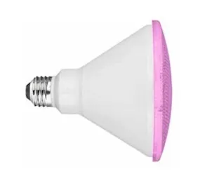 Pink LED Flood Light